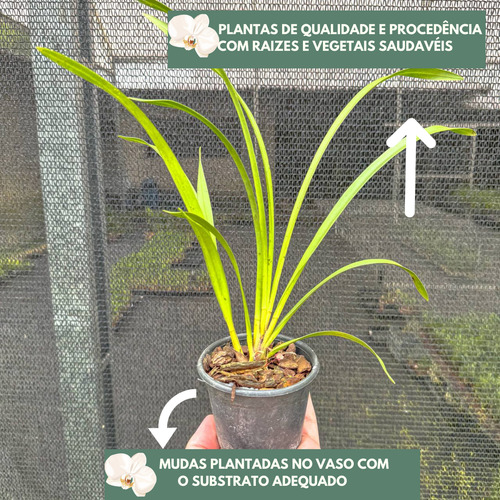Mudas De Orquidea Cymbidium Kit C/6 Com Vaso