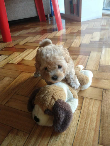 Imagen 1 de 4 de Cachorra De Caniche Mini Toy Beige