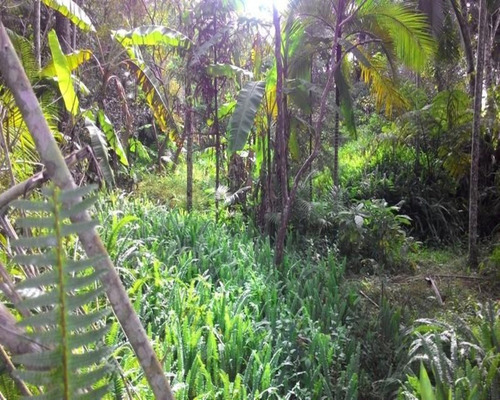 Imagem 8 de 30 de Chacara - Ch00088 - 32820370