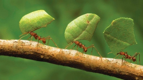 Veneno Granulado Organico !!! Para Hormigas Cortadoras