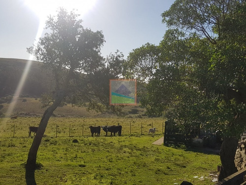 Imagen 7 de 14 de Campo En Carapé Maldonado, 267 Hás Con Casa