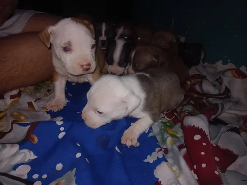 Cachorros Pitbull