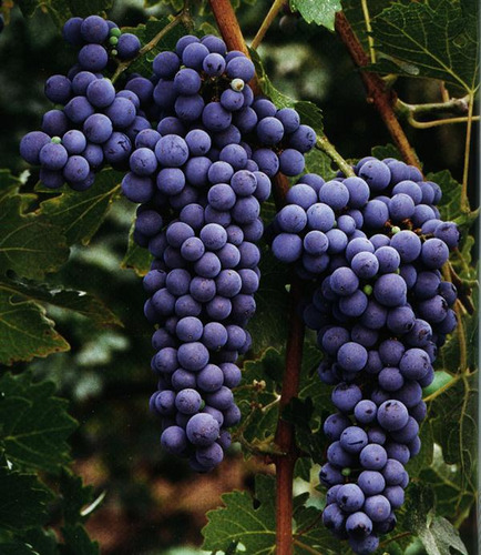 Planta Trepadora Uva Tinta Cabernet Sauvignon, Alta Calidad
