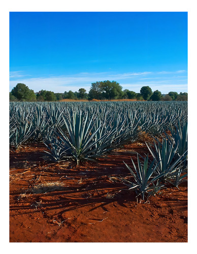Paquete De 3 Destilado De Agave Rancho Escondido 3 L