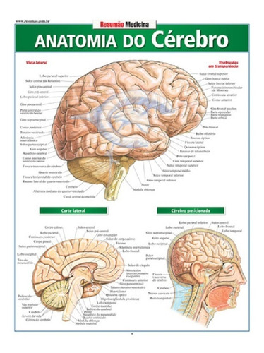 Resumao - Anatomia Do Cerebro - Bafisa