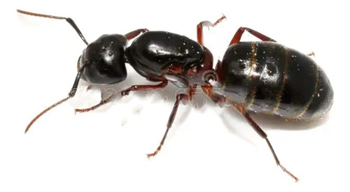 Queen Hormiga Escamolera Liometopum Apiculatum Con Larvas