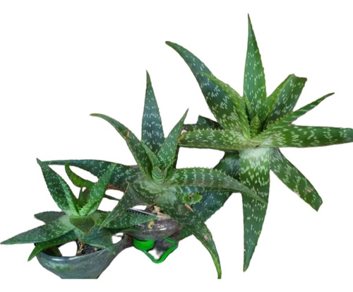 Planta Aloe Vera, Organico