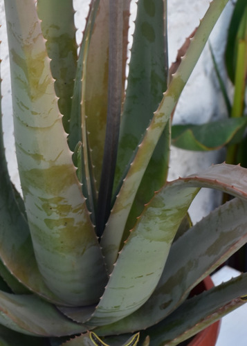 Gran Aloe Vera En Flor . Planta De Uso Medicinal .