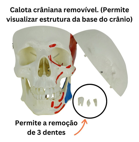 Crânio Humano Anatomia Origem Inserção Muscular Ossos Face