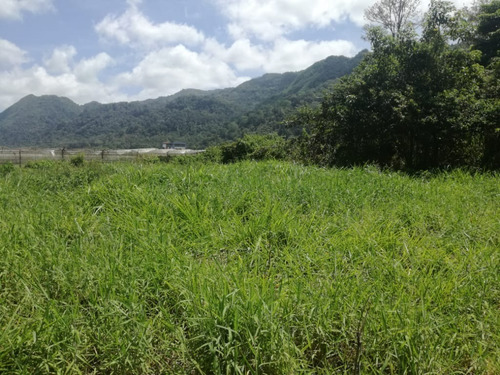 Imagen 2 de 3 de En Venta Parcela En El Centro De Caripe