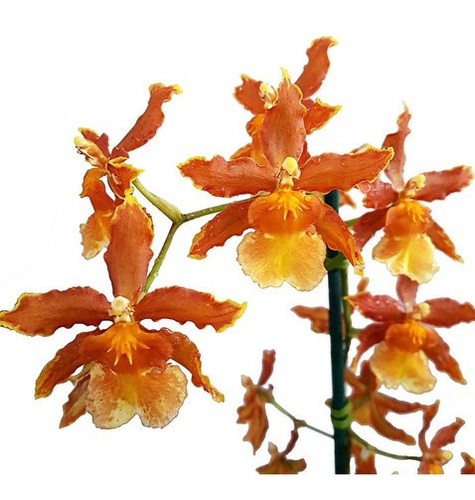 Orquídea Oncidium (odontocidium) Catatante Planta Adulta