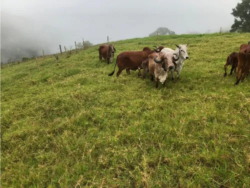 Se Vende Finca Naranjal - Roldanillo