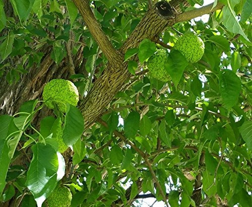 Tamano De La Muestra Maclura Pomifera Oro (tm) R Aceite Esen