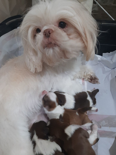 Imagem 1 de 5 de Lindos Filhotes De Shitzu