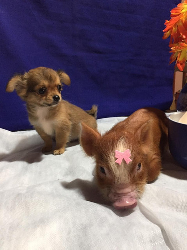 Racão De Mini Pig