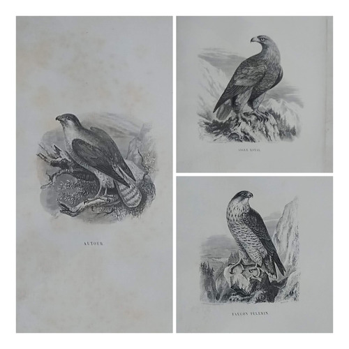 Litografías Antiguas S Xix Francesas Aves Aguila Ab0724