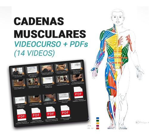 Videocurso Cadenas Musculares - 14 Videos + Pdfs (por Email)