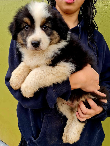 Cachorros Pastor Australiano