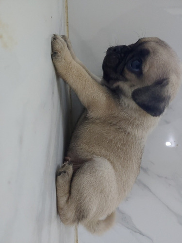 Cachorra Pug