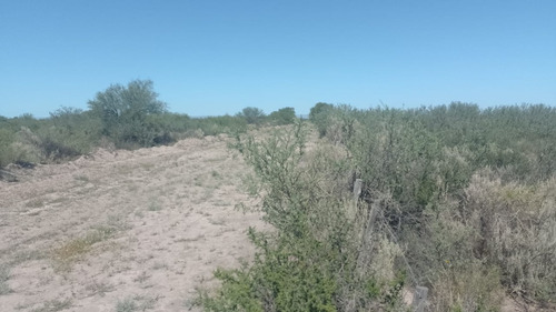 Imagen 6 de 28 de Vendo/permuto Finca Apto Todo Destino (viña, Cultivos Grales Y Ademas Cannabis Medicinal) O Loteo Club De Campo -alto Del Algarrobal-san Rafael -mendoza Sobre Rn 146 Km 376.1