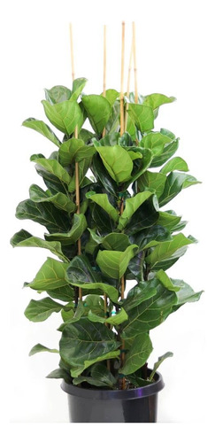 Ficus Pandurata Lyrata 110cm Ejemplar Único Oportunidad No Tiene