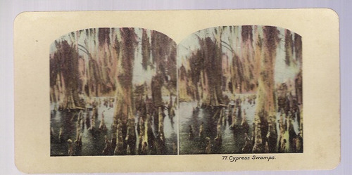 Foto Estereoscopica Stereo Antigua Cypress Swamps B4