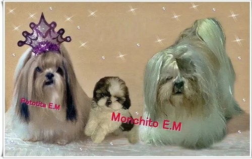 Preciosa Shitzu Cachorra Pura Shih Tzu Shihtzu Bella