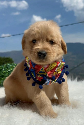 Cachorros Golden Retriever