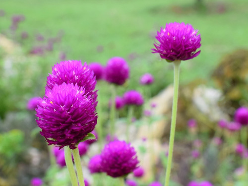 Semillas Flor Gomphrena Buddy Purpura Enana Variado Flores