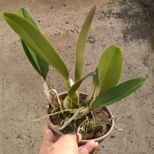 Orquídea Cattleya Blc. Bryce Canyon (sem Flor)