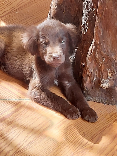 Imagem 3 de 4 de Filhotes Flat Coated Retriever