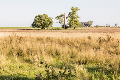 Campos Venta Agrícola Premium 46 Has Ombúes De Lavalle