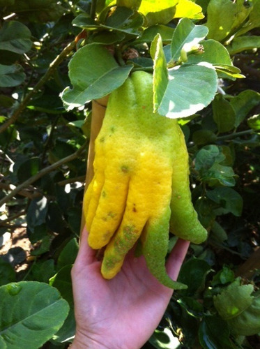 Limon Mano De Buda , Mano De Chango ( Árbol ) 1.20 M