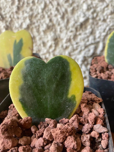 Imagen 5 de 6 de Hoya Kerri Variegada - Planta Suculenta Corazón Exótica