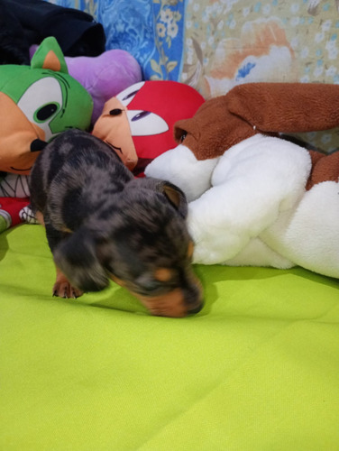 Cachorros Salchicha Dachshund Arlequín Plata.