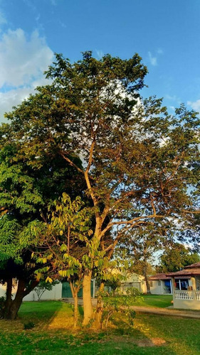Chácara Com 3 Dormitórios À Venda, 2000 M² Por R$ 650.000,00 - Bela Vista - Elias Fausto/sp - Ch0110