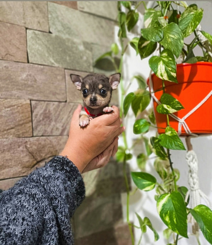 Chihuahua Merle Exótico Súper Chiquis Merle Exótico