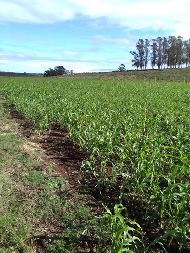 Campo Agrícola Ganadero En Canelones
