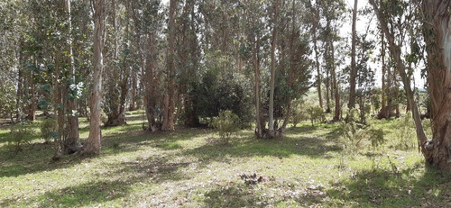 Chacra San Jacinto Ruta 11 Casa Tajamar Alambrado Monte 11 Ha