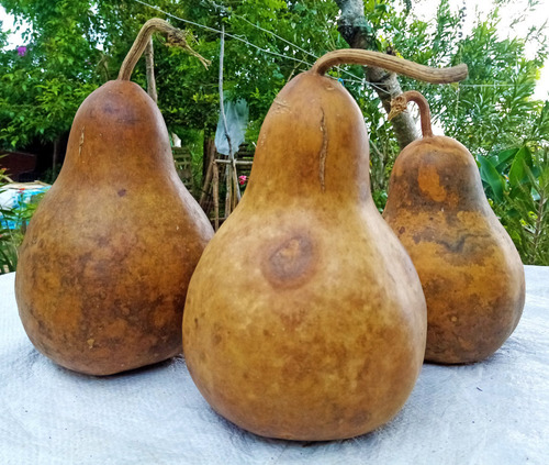 12 Semillas De Guaje Bule Peregrino