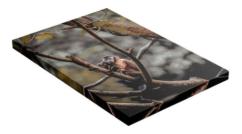 Cuadro Mono Pequeño En Ramas De Árbol Animales 80x120