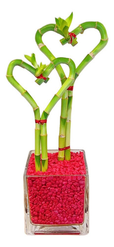 Plantas De Bambú De Doble Corazón Viven Tallos De Bambú De L