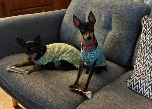 Hueso Para Perro Pack 3.