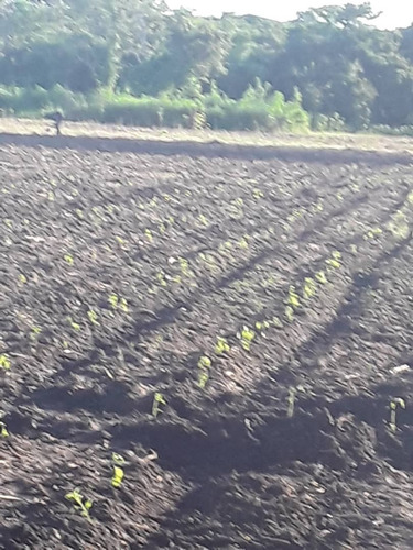 Imagen 6 de 7 de Finca En Lagunita Cod. Indif-039
