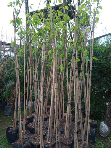 Imagen 2 de 8 de Arbol De Mora-2mts.4años-ent,gratis Caba/gba