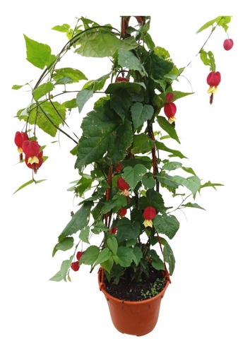 Abutilon Megapotamicum
