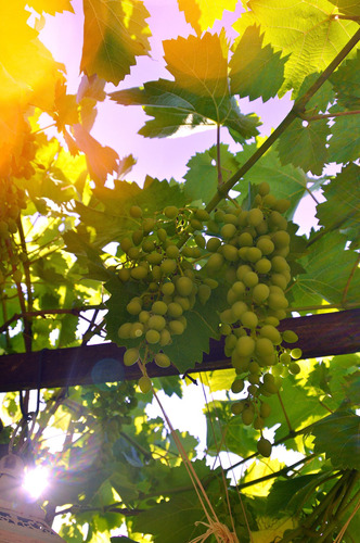 Cuadro 50x75cm Uva Grape Fruta Sabor Dulce Vino Viñedo M5