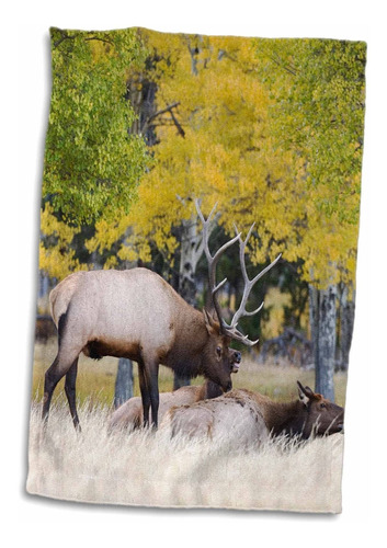 3d Rose Elk Wildlife-wapiti-rocky Mountain Np-colorado-...