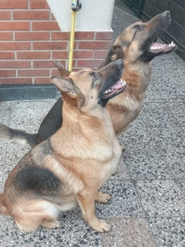 Imagen 5 de 5 de Cachorros Pastor Alemán