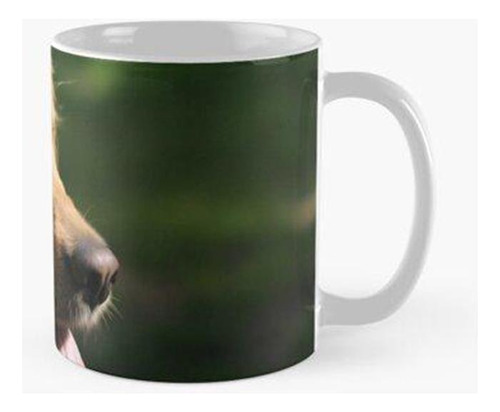 Taza Golden Retriever Perro Mascota Animales Lengua Calidad 